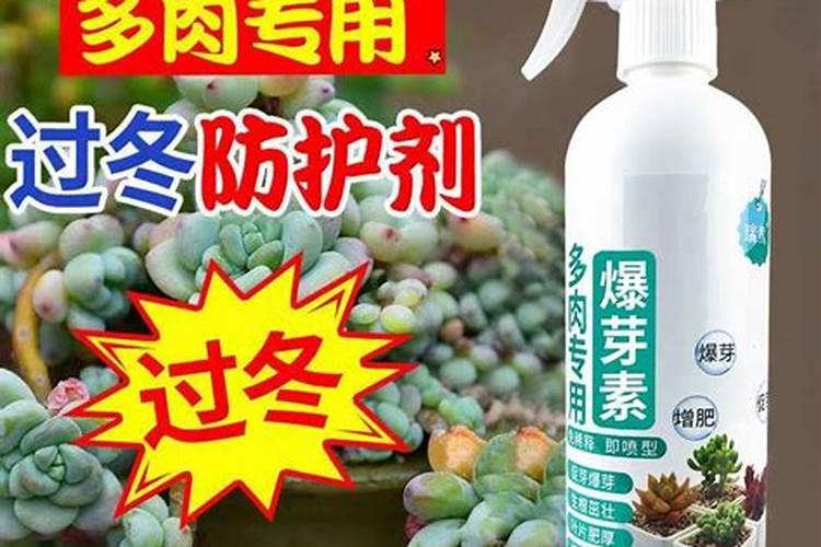 番茄种子发芽几天后的催芽方法及播种要点