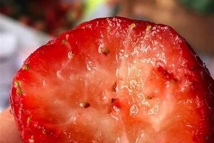 草莓开花能打什么药好