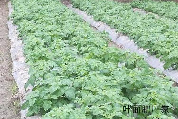 甜瓜隔几天浇二次膨果水？