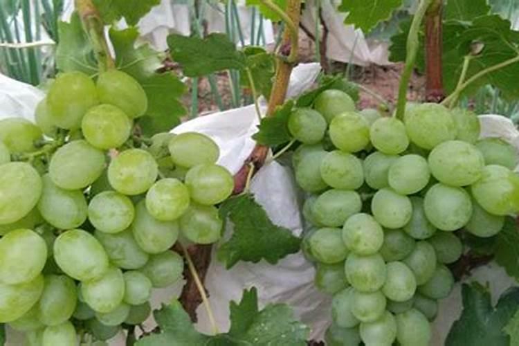 如果用尿素做叶肥的话,兑水的比例大概是多少？