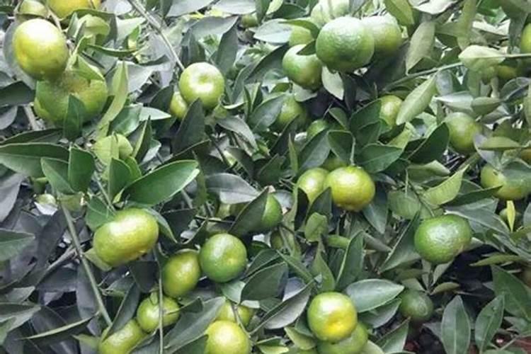 大棚滴灌用啥施肥器好？