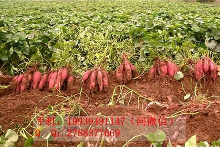怎样栽红薯增产高产