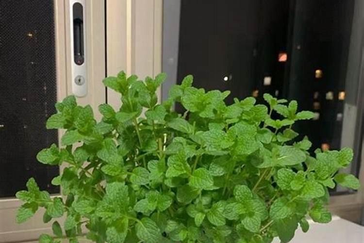 化肥中主要的营养元素有哪些