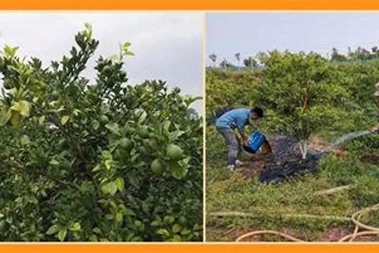 桃树流胶病的防治