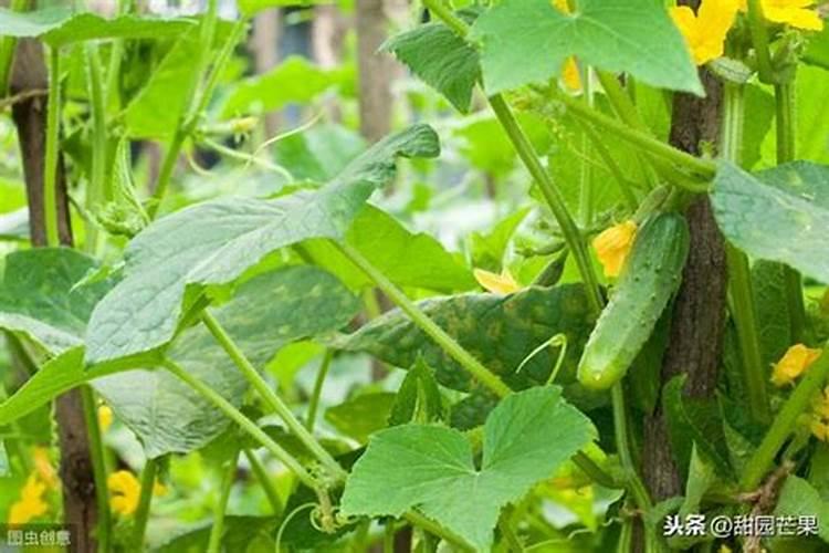 黄瓜什么时候浇水施肥