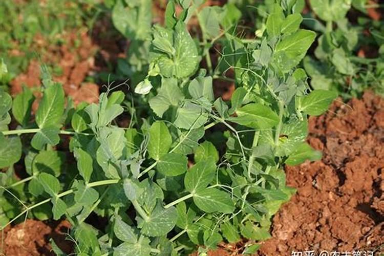 种豌豆尖用什么肥料才长得壮？