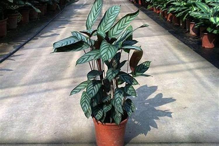 甘蔗施什么肥？