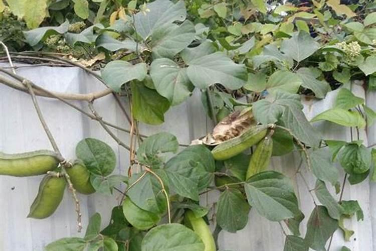 带花苞石斛扦插什么时候浇水 什么时候浇水带花苞石斛扦插