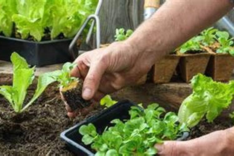 水培水仙花能施磷酸二氢钾吗