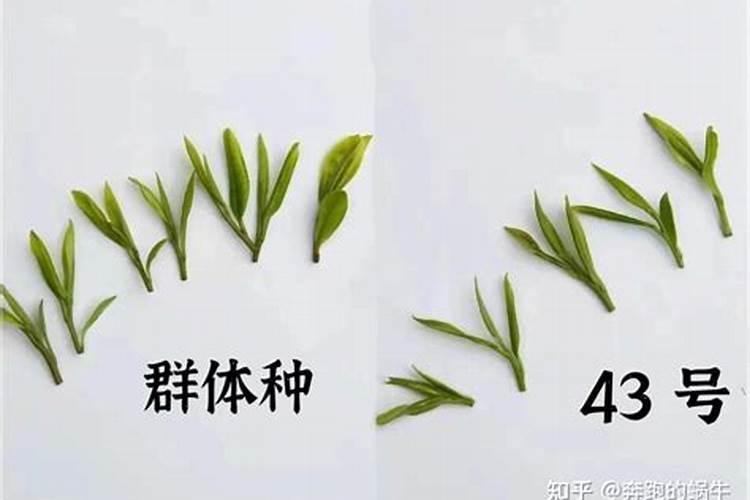 秋天樟子松的叶子会掉落吗