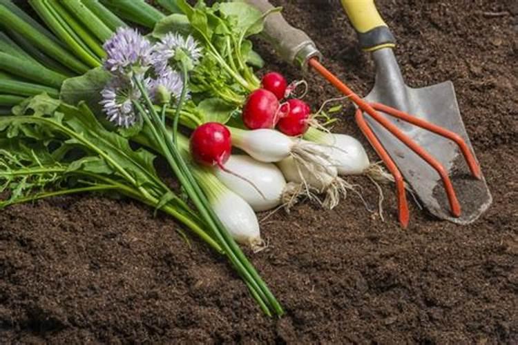 种植核桃树挣钱吗一亩地核桃树成本多少利润怎么样