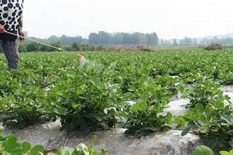 种植花菜的亩产是多少