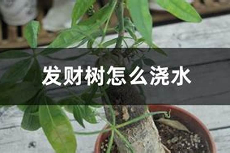发财树可以浇尿素水吗？