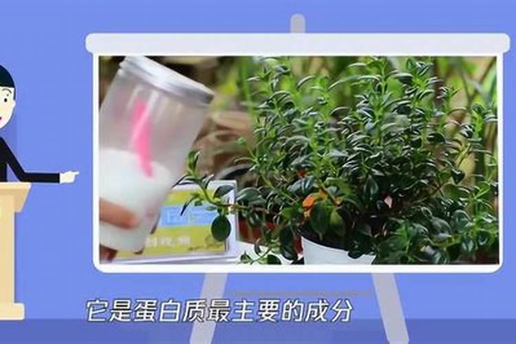 有什么肥料适合蟹爪兰