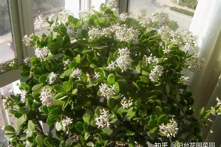 鱼豆腐是用什么做的 鱼豆腐是什么东西做的