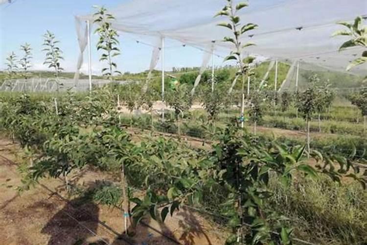 让芝麻灌浆快成熟早质粒饱满喷什么叶面肥？