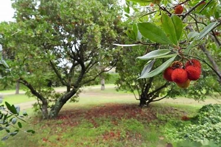 石榴树什么时候施肥 石榴树施肥的方法