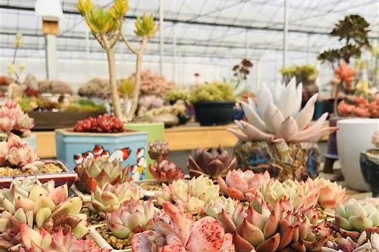 植物动力2003为什么不能混用