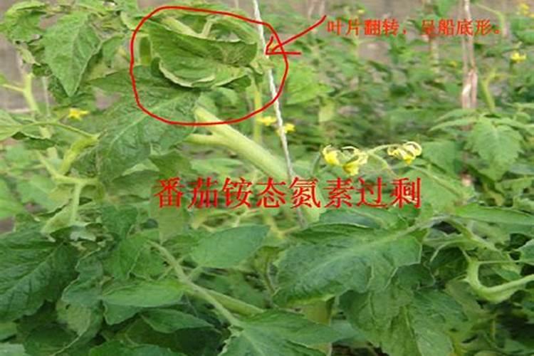 番茄怎么施肥