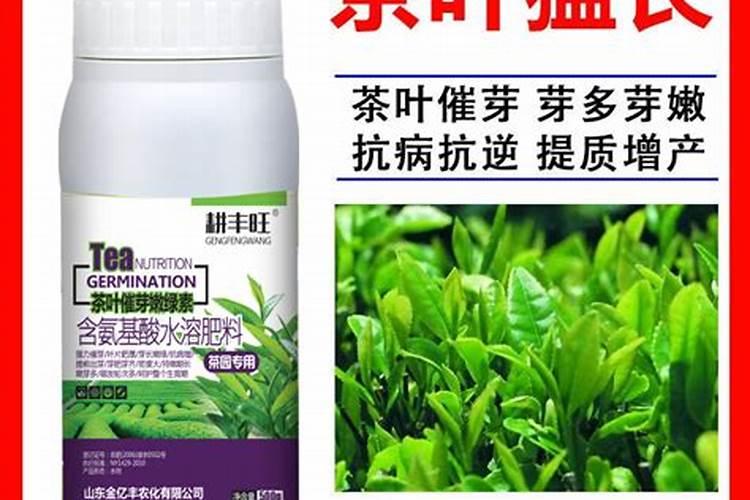 依据茶树所需科学施肥