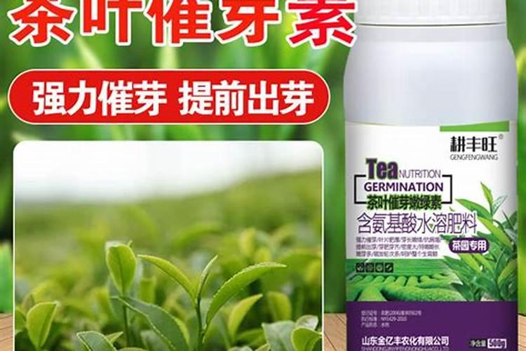 茶树叶片发生日灼怎么办？茶叶用什么叶面肥长得快？