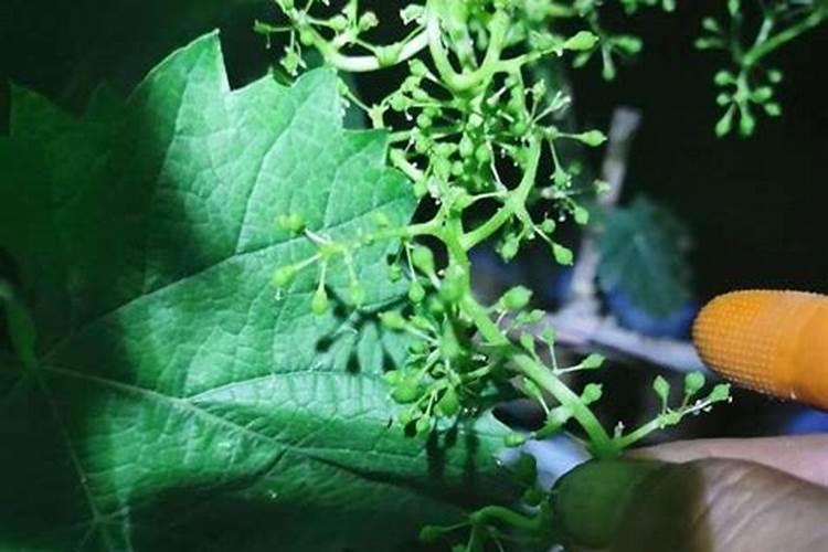 磷肥泡水可以浇花吗