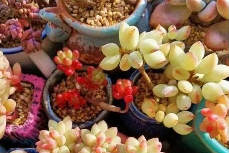 磷钾肥是什么肥