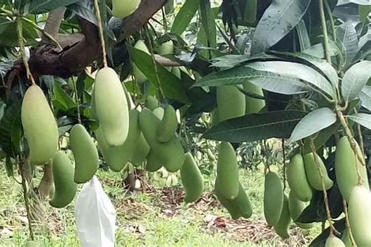 芒果座果期用哪些肥料好？芒果挂果期用什么叶面肥效果好？