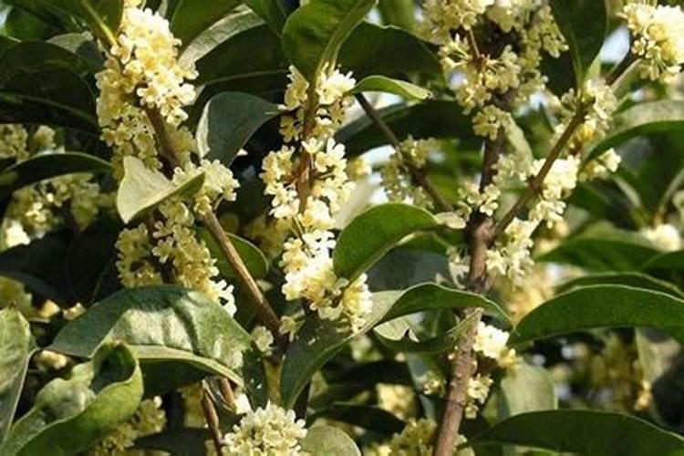 梦见培土填坟后下雨预意