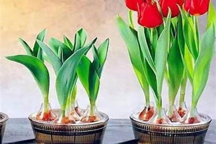 胡萝卜出苗后需要培土吗