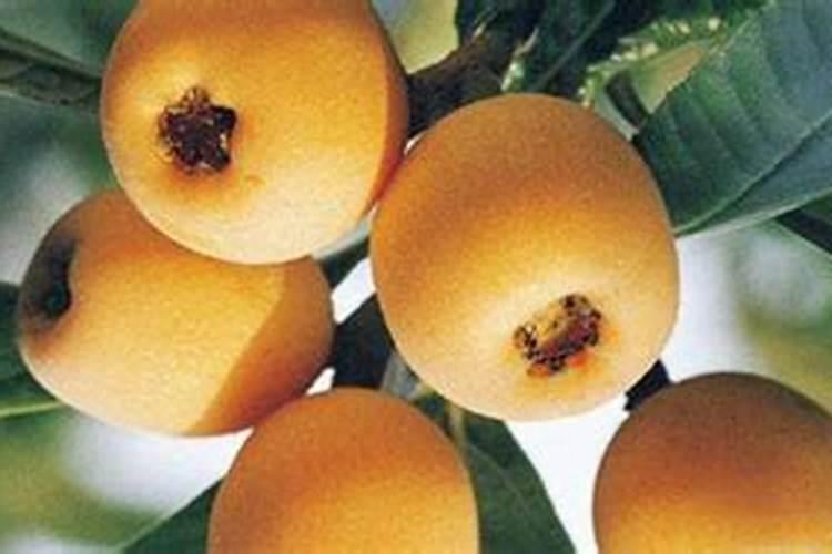 种植牡丹经济效益高吗