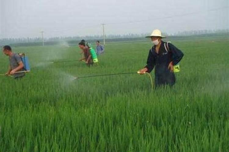 采用喷雾法喷洒农药时对着作物的哪里喷才最合适？