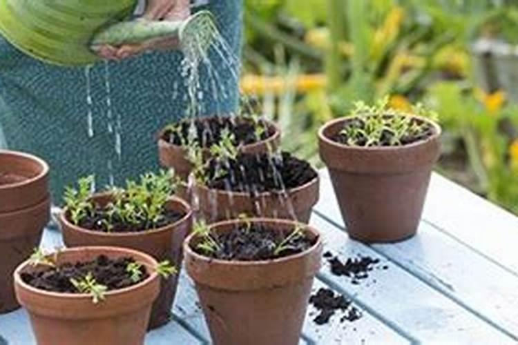 玉米幼苗涝灾打什么叶面肥