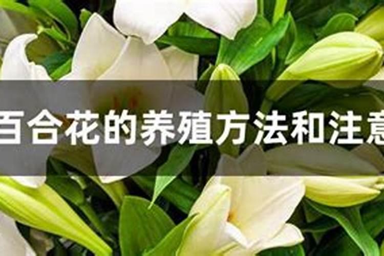 百合花怎么施肥