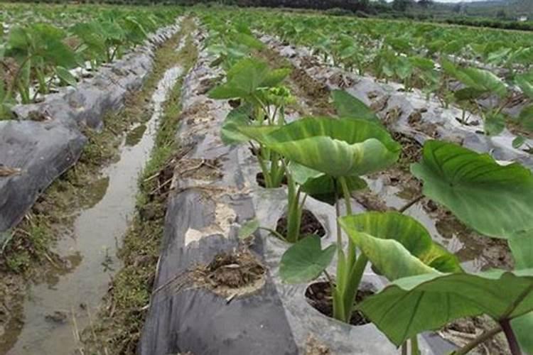 喷过磷酸二氢钾的蔬菜能吃吗 有没有毒