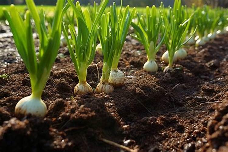 葡萄果树喷施杀菌药在一天的什么时间好