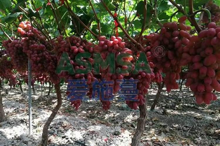 葡萄专用叶面肥哪种好？叶面肥品牌哪个好？叶面肥就用根小子!