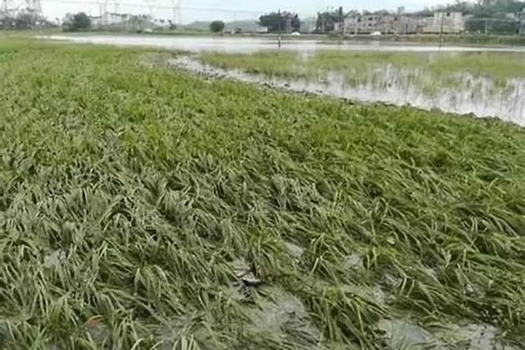 为什么说我国的土地镉污染是大量使用化肥造成的