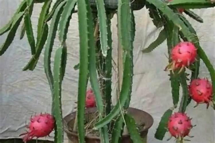 无土种植需要什么原料？