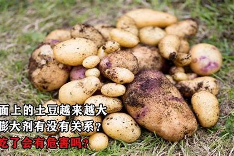 哈密瓜膨果期用什么肥料