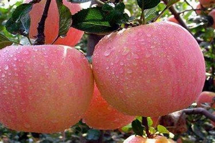 水养绿萝用什么肥料