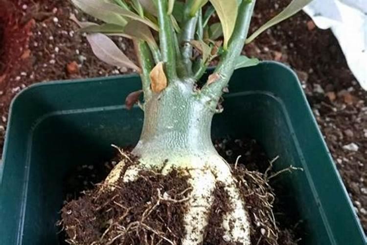 月季施肥在什么时候月季施肥时间及方法