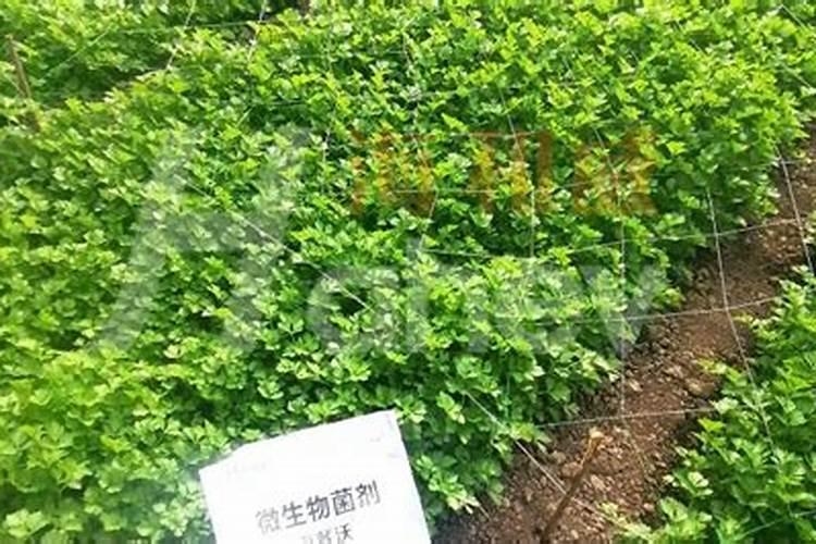 多菌灵是碱性还是酸性能与叶面肥混用吗？