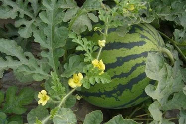 苹果和桃子到了膨大期该施什么化肥？