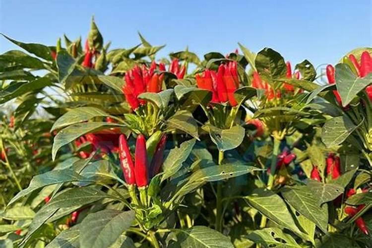 栀子花花苞期怎么施肥