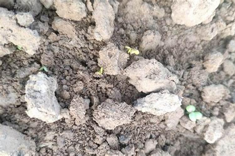 豆角追肥最忌三种肥料