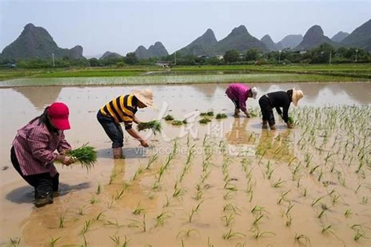 多菌灵是碱性还是酸性能与叶面肥混用吗？