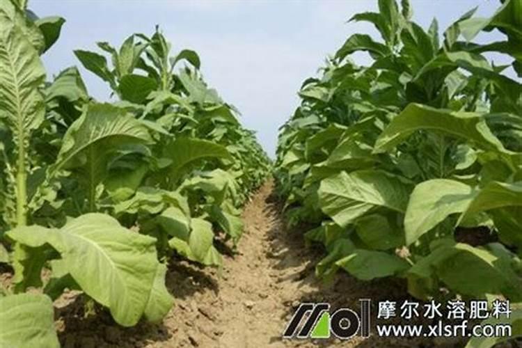 美洲星叶面肥能打烟吗