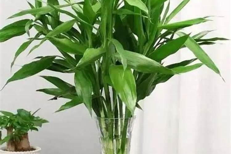 水稻追肥用尿素还是复合肥