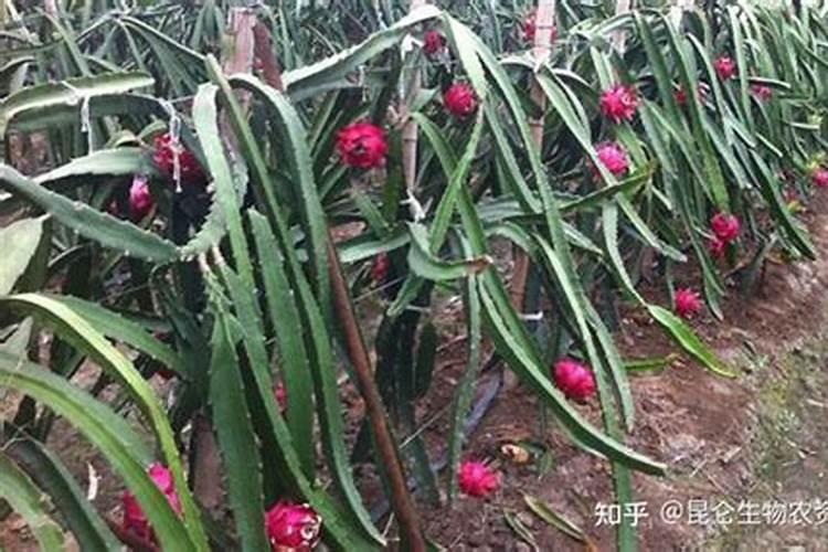生化黄腐酸钾